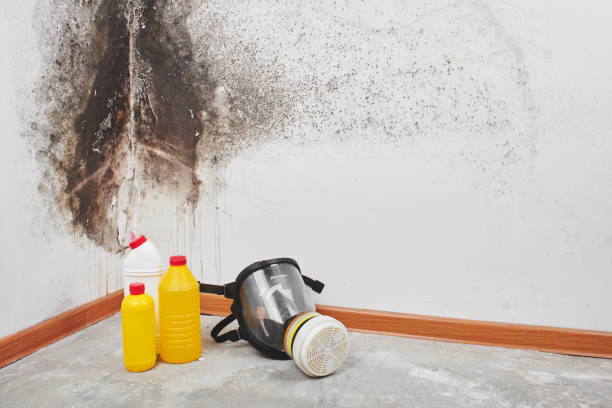 Best White Mold Remediation in Galena Park, TX