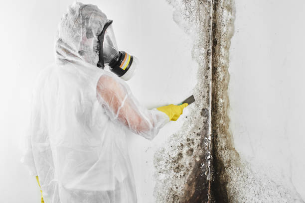 Best Mold Testing and Inspection Services in Galena Park, TX