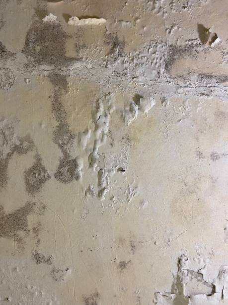Best Post-Flood Mold Remediation in Galena Park, TX