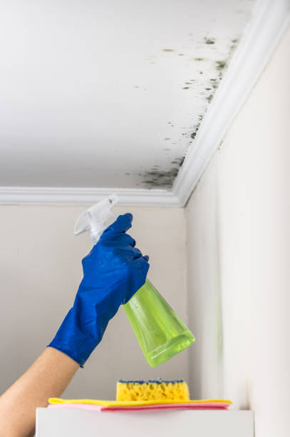 Best Crawl Space Mold Remediation in Galena Park, TX